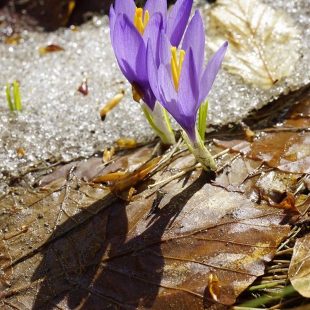 Crocus veluchensis